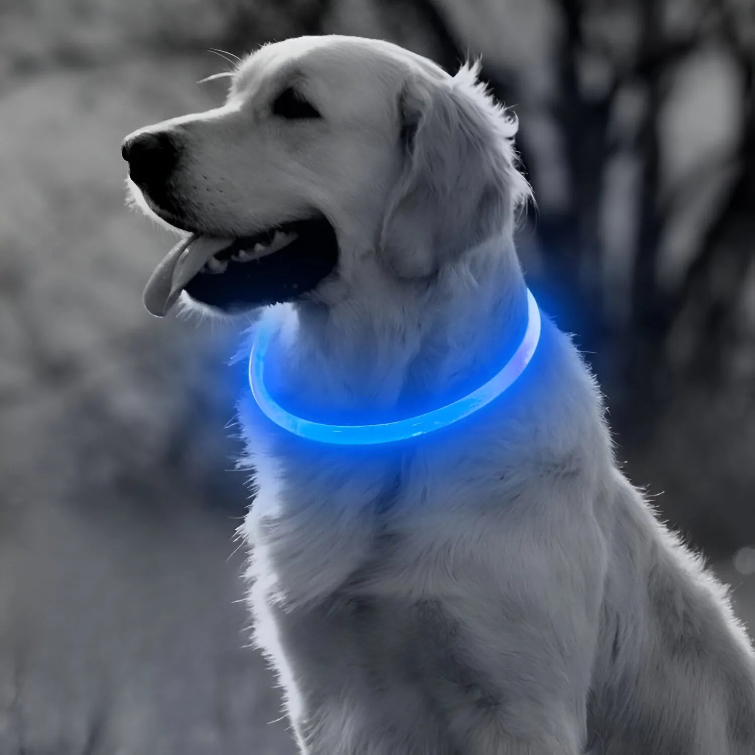 Collare Luminoso USB per Cani