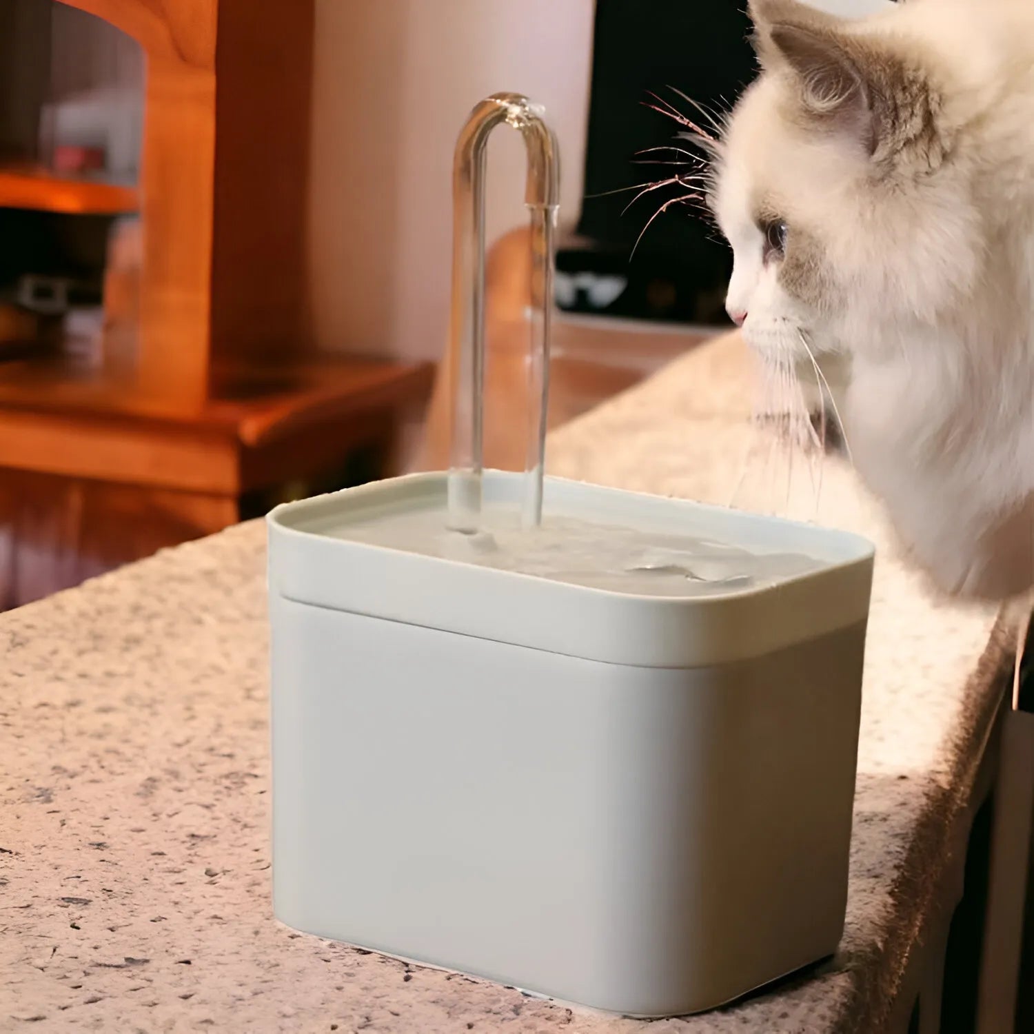Fontana d'Acqua per Cani e Gatti