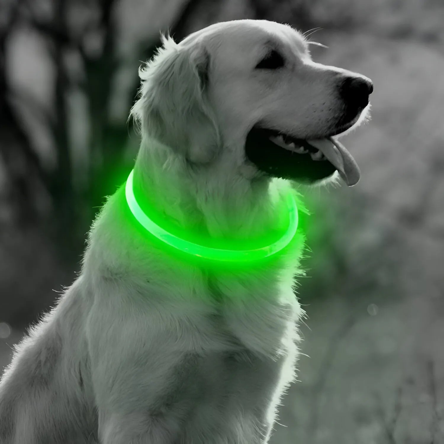 Collare Luminoso USB per Cani